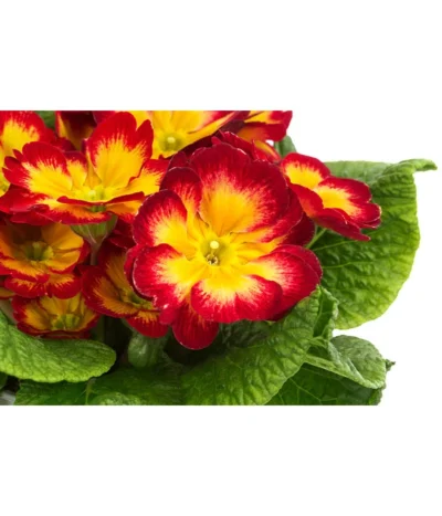 Primel In Sonderfarben, Verschiedene Sorten -Haus Pflanzen Welt 8817439 WE DE 004 PrimulaSonderfarbenRotT12