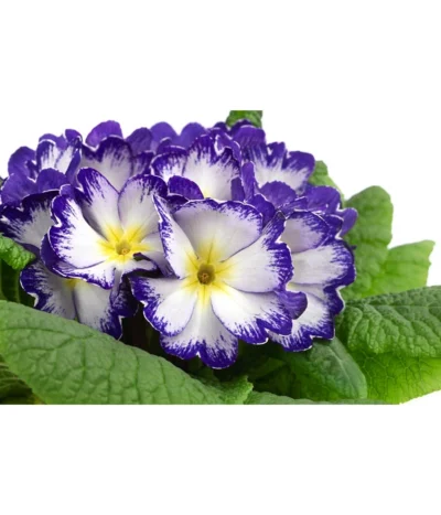 Primel In Sonderfarben, Verschiedene Sorten -Haus Pflanzen Welt 8817439 WE DE 005 PrimulaSonderfarbenBlauT12