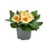 Primel In Sonderfarben, Verschiedene Sorten -Haus Pflanzen Welt 8817439 WE FS 001 PrimulaSonderfarbenGelbT12