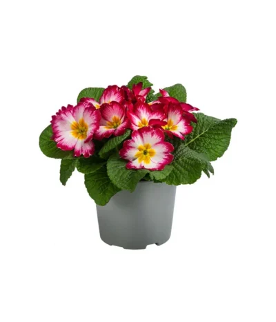 Primel In Sonderfarben, Verschiedene Sorten -Haus Pflanzen Welt 8817439 WE FS 002 PrimulaSonderfarbenPinkT12