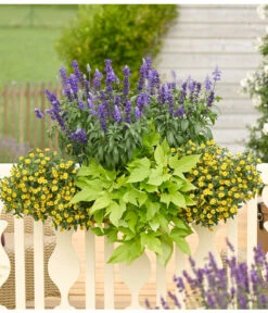 Süßkartoffel, Verschiedene Farben -Haus Pflanzen Welt 8817587 WE MO 001 SanvitaliaSalviaIpomoeaHusarenknopfSalbeiSuesskartoffelKastenRennerPrintMedia