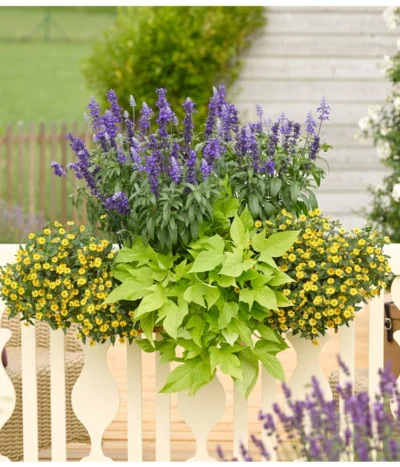 Süßkartoffel, Verschiedene Farben -Haus Pflanzen Welt 8817587 WE MO 001 SanvitaliaSalviaIpomoeaHusarenknopfSalbeiSuesskartoffelKastenRennerPrintMedia