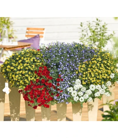 Männertreu 'Blue Eye' -Haus Pflanzen Welt 8817587 WE MO 001 SanvitaliaVerbenaPetuniaLobeliaMaennertreuRennerPrintMediaDehner