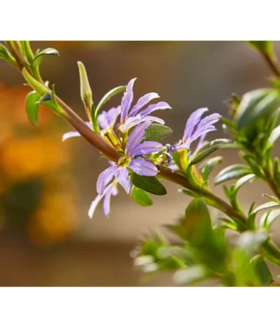 Fächerblume -Haus Pflanzen Welt 8817777 PR DET 003 DehnerOutdoor011705