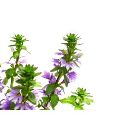 Fächerblume -Haus Pflanzen Welt 8817777 WE DE 001 FaecherblumeT12