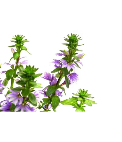 Fächerblume -Haus Pflanzen Welt 8817777 WE DE 001 FaecherblumeT12