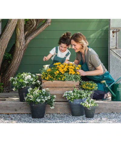 Zauberschnee 'Diamond Frost' -Haus Pflanzen Welt 8818007 8826042 8597007 8585796 3711652 8820748 8823155 8823965 8810038 WE MO 001 SolanumBidensGelbWeiss 2