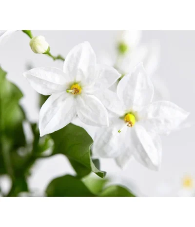 Jasminblütiger Nachtschatten -Haus Pflanzen Welt 8818007 WE DE 003 SolanumJasminNachtschattenDehnerExpressZS