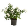 Jasminblütiger Nachtschatten -Haus Pflanzen Welt 8818007 WE FS 001 SolanumJasminT12Dehner
