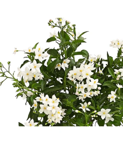 Jasminblütiger Nachtschatten -Haus Pflanzen Welt 8818007 we de 001 SolanumJasminT12Dehner