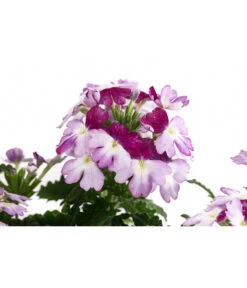 Eisenkraut 'Knutschfleck', Verschiedene Sorten -Haus Pflanzen Welt 8818445 WE DE 001 VerbeneKnutschfleckT12