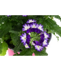 Eisenkraut 'Knutschfleck', Verschiedene Sorten -Haus Pflanzen Welt 8818445 WE DE 002 VerbeneKnutschfleckT12