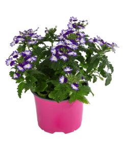 Eisenkraut 'Knutschfleck', Verschiedene Sorten -Haus Pflanzen Welt 8818445 WE FS 002 VerbeneKnutschfleckT12