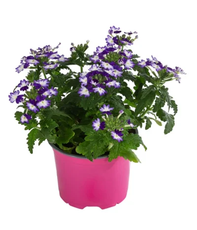 Eisenkraut 'Knutschfleck', Verschiedene Sorten -Haus Pflanzen Welt 8818445 WE FS 002 VerbeneKnutschfleckT12