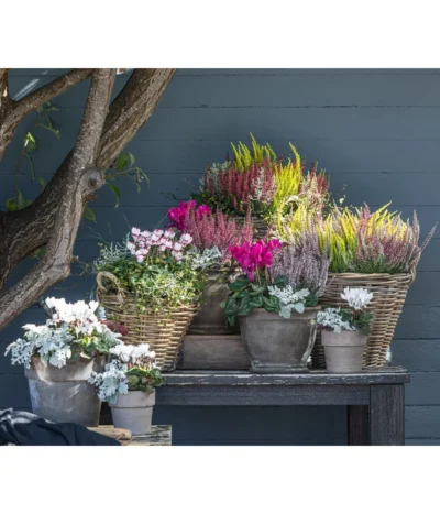 Mueca - Gitterkraut Und Mühlenbeckia -Haus Pflanzen Welt 8819260 WE MO 001 Herbstmix