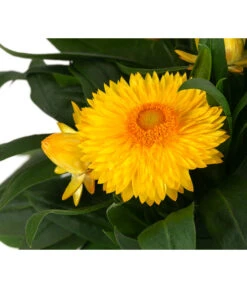 XXL Strohblume -Haus Pflanzen Welt 8819765 WE DE 002 Strohblume