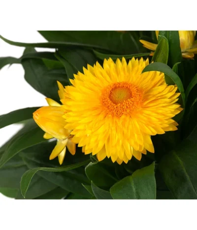 XXL Strohblume -Haus Pflanzen Welt 8819765 WE DE 002 Strohblume