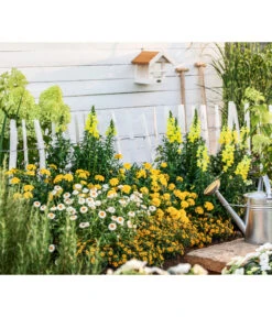 XXL Strohblume -Haus Pflanzen Welt 8819765 WE MO 004 StrohblumeT12