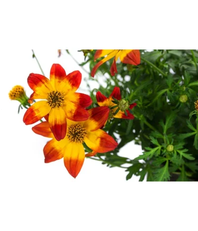 Goldmarie Im Pottburri®-Topf -Haus Pflanzen Welt 8820722 WE DE 001 GoldmariePotburriT13