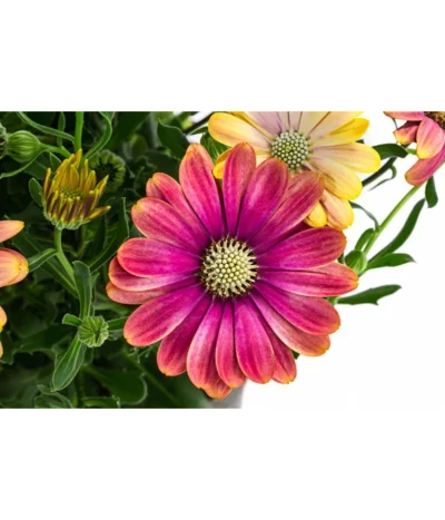 Kapkörbchen Im Pottburri®-Topf, Verschiedene Sorten -Haus Pflanzen Welt 8820763 WE DE 001 KapkoerbchenMixT13