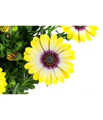 Kapkörbchen Im Pottburri®-Topf, Verschiedene Sorten -Haus Pflanzen Welt 8820763 WE DE 002 KapkoerbchenMixT13