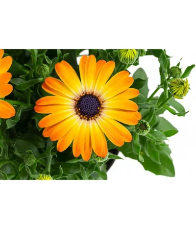 Kapkörbchen Im Pottburri®-Topf, Verschiedene Sorten -Haus Pflanzen Welt 8820763 WE DE 003 KapkoerbchenMixT13