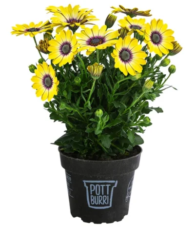 Kapkörbchen Im Pottburri®-Topf, Verschiedene Sorten -Haus Pflanzen Welt 8820763 WE FS 002 KapkoerbchenMixT13