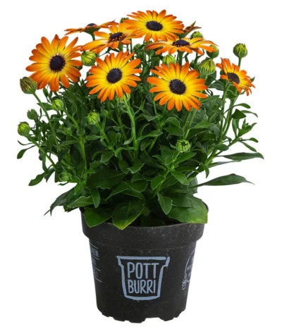 Kapkörbchen Im Pottburri®-Topf, Verschiedene Sorten -Haus Pflanzen Welt 8820763 WE FS 003 KapkoerbchenMixT13