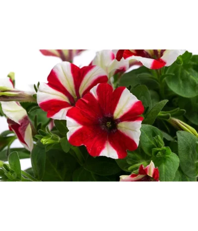 Petunie Im Pottburri®-Topf, Verschiedene Sorten -Haus Pflanzen Welt 8820789 WE DE 001 PetunieT13