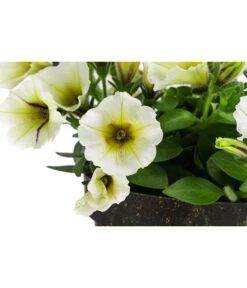Petunie Im Pottburri®-Topf, Verschiedene Sorten 12 Petunie Im Pottburri®-Topf, Verschiedene Sorten -Haus Pflanzen Welt 8820789 WE DE 002 PetunieT13