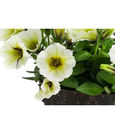 Petunie Im Pottburri®-Topf, Verschiedene Sorten -Haus Pflanzen Welt 8820789 WE DE 002 PetunieT13