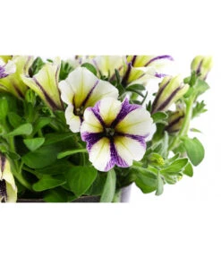 Petunie Im Pottburri®-Topf, Verschiedene Sorten 13 Petunie Im Pottburri®-Topf, Verschiedene Sorten -Haus Pflanzen Welt 8820789 WE DE 003 PetunieT13