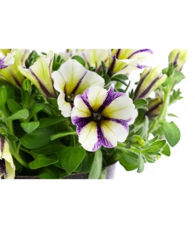 Petunie Im Pottburri®-Topf, Verschiedene Sorten -Haus Pflanzen Welt 8820789 WE DE 003 PetunieT13