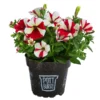 Petunie Im Pottburri®-Topf, Verschiedene Sorten -Haus Pflanzen Welt 8820789 WE FS 001 PetunieT13