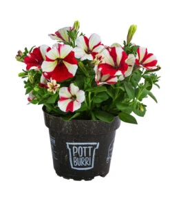 Petunie Im Pottburri®-Topf, Verschiedene Sorten