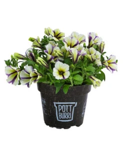Petunie Im Pottburri®-Topf, Verschiedene Sorten 10 Petunie Im Pottburri®-Topf, Verschiedene Sorten -Haus Pflanzen Welt 8820789 WE FS 003 PetunieT13