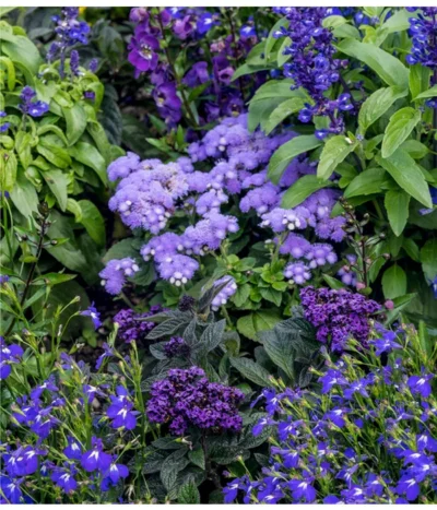 Leberbalsam -Haus Pflanzen Welt 8820839 WE MO 002 AgeratumLeberbalsamLobeliaMaennertreuLucknerJuni2015