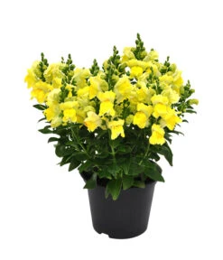 Garten-Löwenmäulchen, Verschiedene Farben