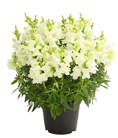 Garten-Löwenmäulchen, Verschiedene Farben -Haus Pflanzen Welt 8821035 WE FS 002 AnthirrhinumMajusLoewenmaeulchenT13DehnerExpressHerzig