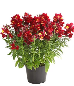 Garten-Löwenmäulchen, Verschiedene Farben 12 Garten-Löwenmäulchen, Verschiedene Farben -Haus Pflanzen Welt 8821035 WE FS 003 AnthirrhinumMajusLoewenmaeulchenT13DehnerExpressHerzig