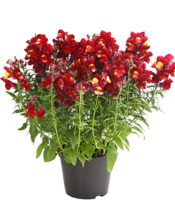 Garten-Löwenmäulchen, Verschiedene Farben 5 Garten-Löwenmäulchen, Verschiedene Farben – Bild 3