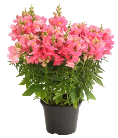 Garten-Löwenmäulchen, Verschiedene Farben -Haus Pflanzen Welt 8821035 WE FS 004 AnthirrhinumMajusLoewenmaeulchenT13DehnerExpressHerzig