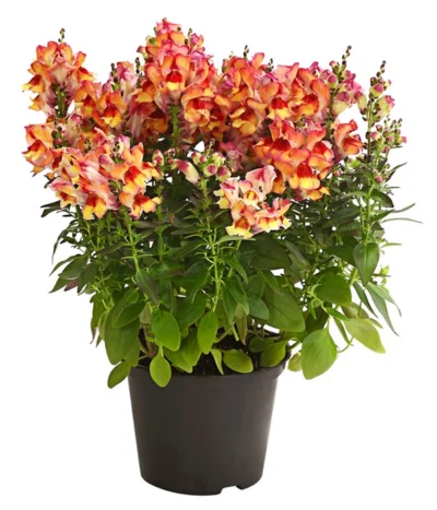 Garten-Löwenmäulchen, Verschiedene Farben -Haus Pflanzen Welt 8821035 WE FS 005 AnthirrhinumMajusLoewenmaeulchenT13DehnerExpressHerzig