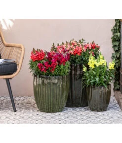 Garten-Löwenmäulchen, Verschiedene Farben 15 Garten-Löwenmäulchen, Verschiedene Farben -Haus Pflanzen Welt 8821050 WE MO 001 LoewenmaulT19