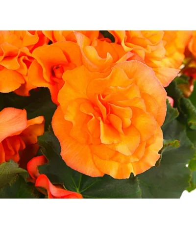 Begonie 'Solenia', Verschiedene Sorten -Haus Pflanzen Welt 8821290 PR DE 002 HaengebegonieSoleniaT12DehnerExpressHerzig