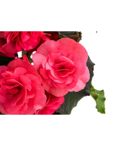 Begonie 'Solenia', Verschiedene Sorten -Haus Pflanzen Welt 8821290 WE DE 001 BegonieSoleniaPinkT12