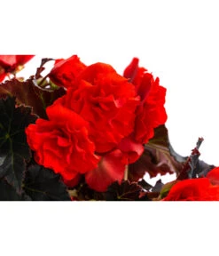 Begonie 'Solenia', Verschiedene Sorten -Haus Pflanzen Welt 8821290 WE DE 002 BegonieSoleniaRotT12