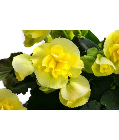 Begonie 'Solenia', Verschiedene Sorten -Haus Pflanzen Welt 8821290 WE DE 003 BegonieSoleniaGelbT12
