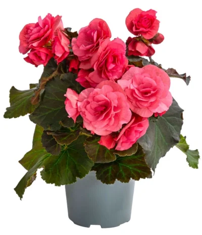 Begonie 'Solenia', Verschiedene Sorten -Haus Pflanzen Welt 8821290 WE FS 001 BegonieSoleniaPinkT12