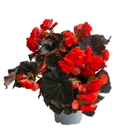 Begonie 'Solenia', Verschiedene Sorten -Haus Pflanzen Welt 8821290 WE FS 002 BegonieSoleniaRotT12
